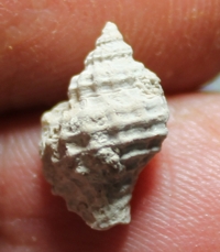  Coralliophila caribaea 