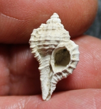  Vokesimurex pahayokee 