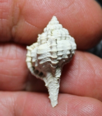  Vokesimurex anniae 
