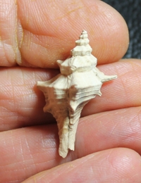  Murex friedbergi