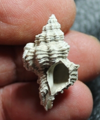  Ocinebrina funiculosa 