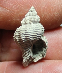  Ocinebrina scalaris 