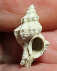  Hadriania oretea 