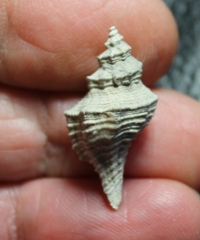  Heteropurpura polymorpha 