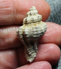  Hadriania truncatula 