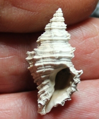  Hadriania truncatula 