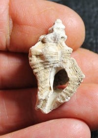  Purpura erinacea