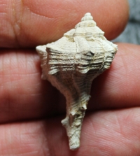  Murex brandaris 