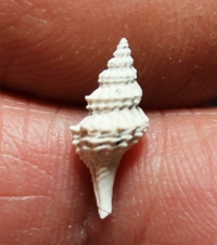  Trophonopsis squamulata 
