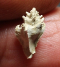  Typhinellus sowerbyi 