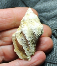  Vitularia linguabovis 
