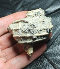  Ecphora gardnerae 