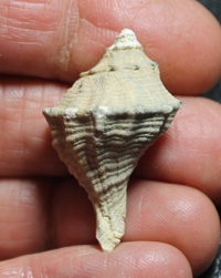  Tritonalia polymorpha