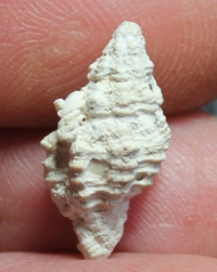  Muricopsis cristata