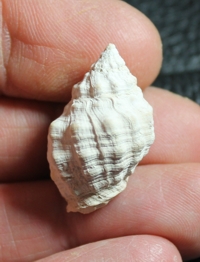  Thais haemastomoides