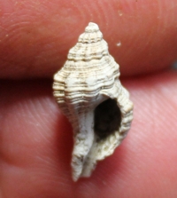  Hadriania polonica