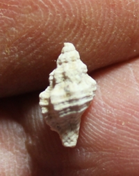  Murex confluens