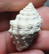  Thais austriaca