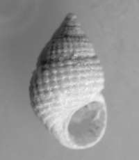  fossil Rissoidae