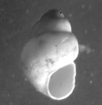  fossil Rissoidae