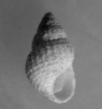  fossil Rissoidae