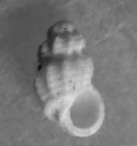 fossil Rissoidae