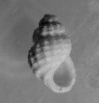  fossil Rissoidae