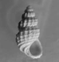  fossil Rissoidae