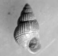  fossil Rissoidae