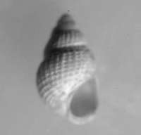  fossil Rissoidae