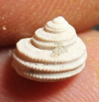  Clanculus krachi