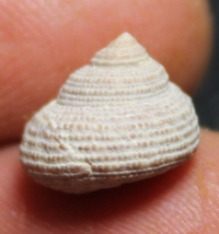  Clanculus robustus
