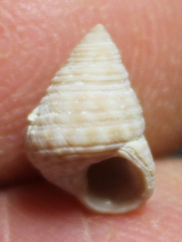  Calliostoma celinae