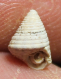  Callistoma planatum
