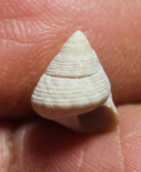  Calliostoma �ukowcense