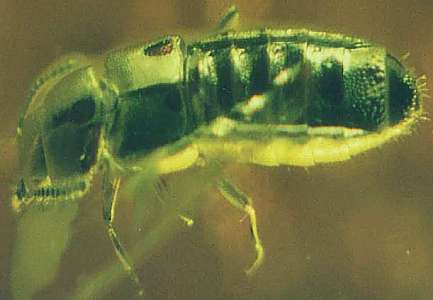 coleoptera Aleocharinae fossil in baltic amber