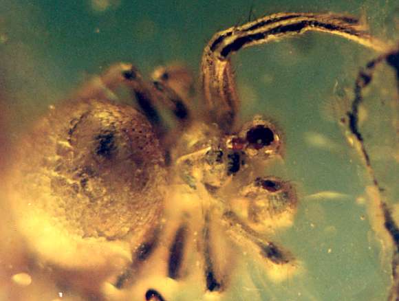 Fossil spider in Baltic amber