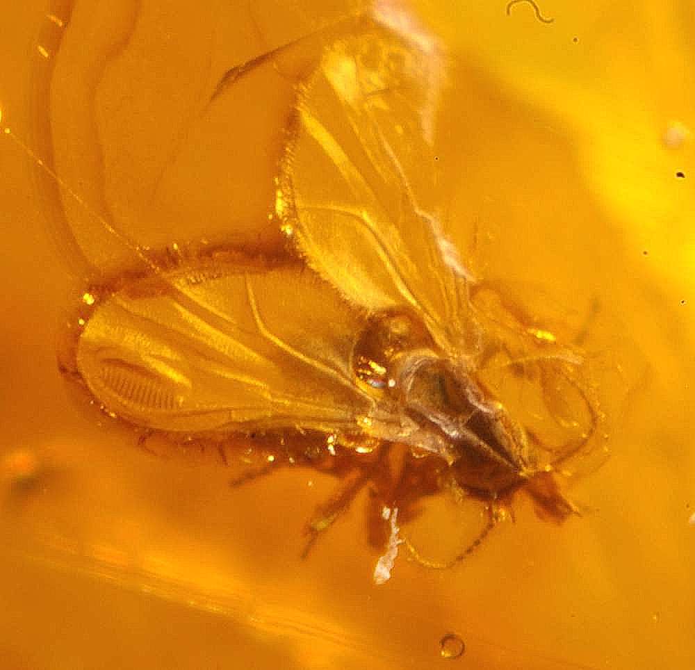 Ceratopogonidae Eohelea in Baltic amber