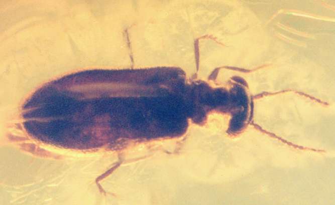 Aderidae, fossil beetle in Baltic amber