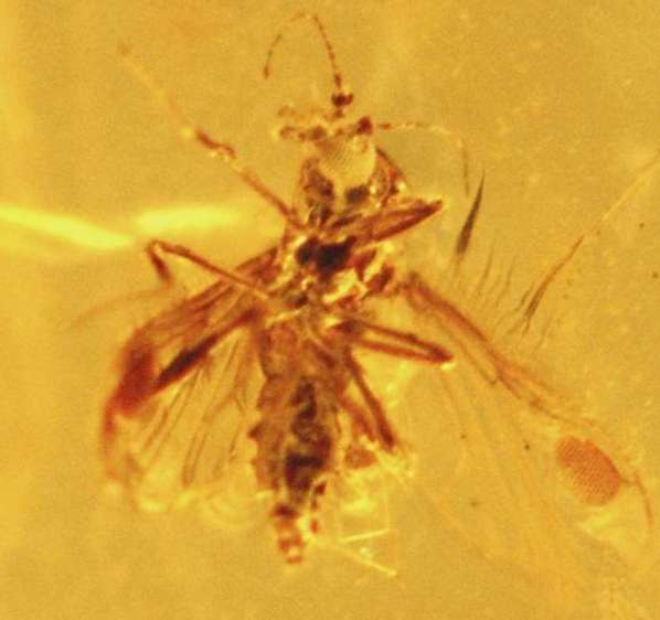 Eohelea petrunkevitchi