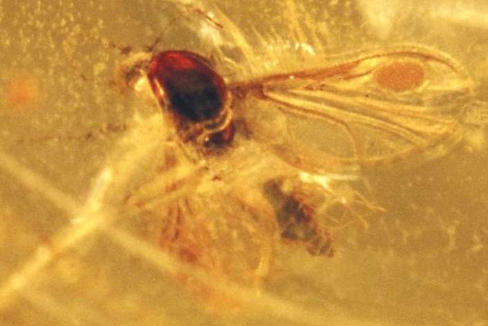 .Eohelea petrunkevitchi