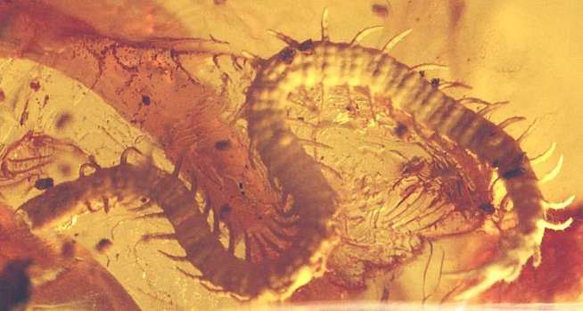 Myriapods centipede, fossil in Baltic amber