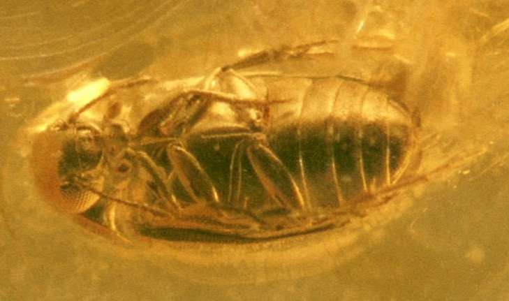 fossil in amber beetle Anaspidinae