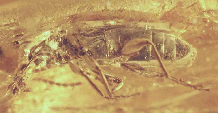 Fossil Carabidae in Baltic amber