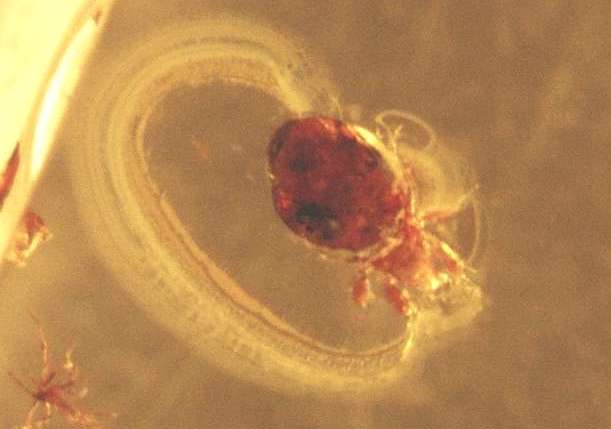 fossil Mites in amber