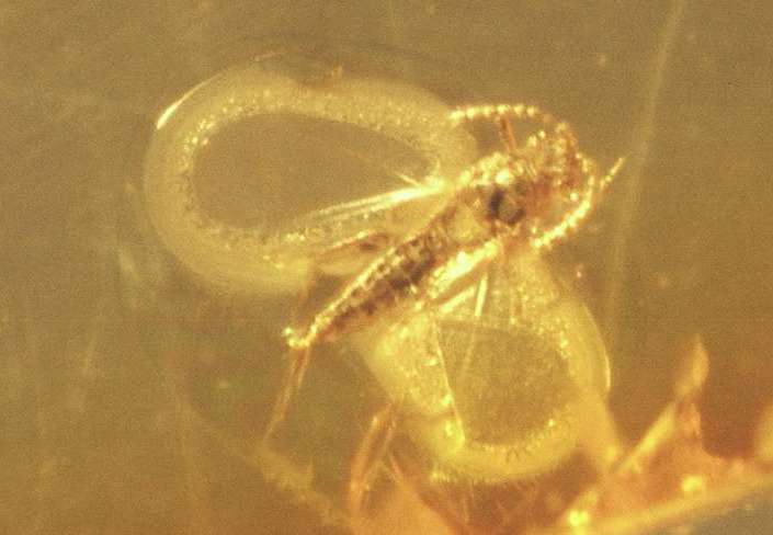 Fossil Homoptera in Baltic amber Sternorrhyncha Aleyroidea