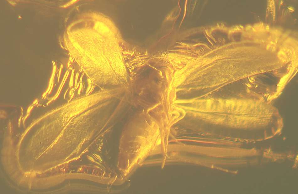 Fossils Homoptera in Baltic amber Sternorrhyncha Aleyroidea