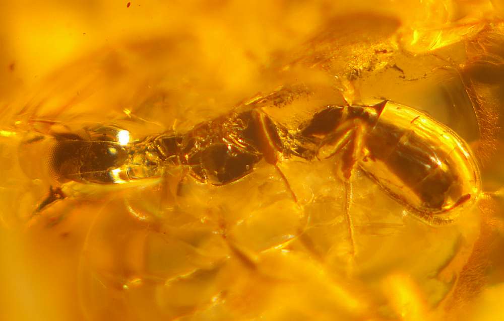 fossil Crabronid wasp in amber