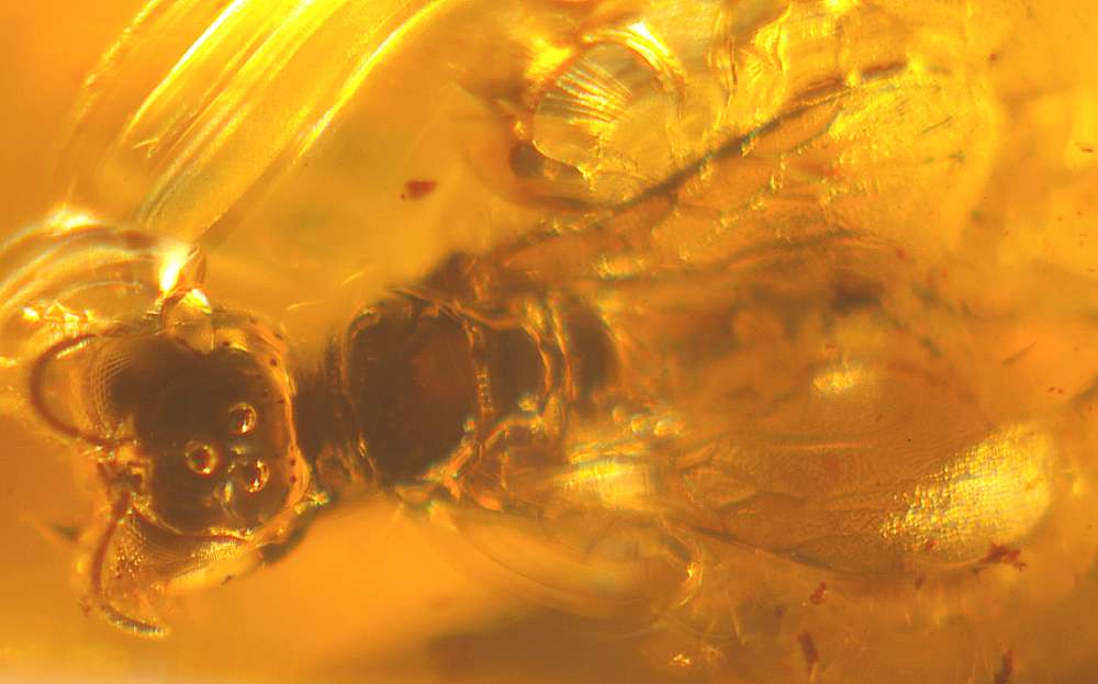 fossil Crabronidae in amber
