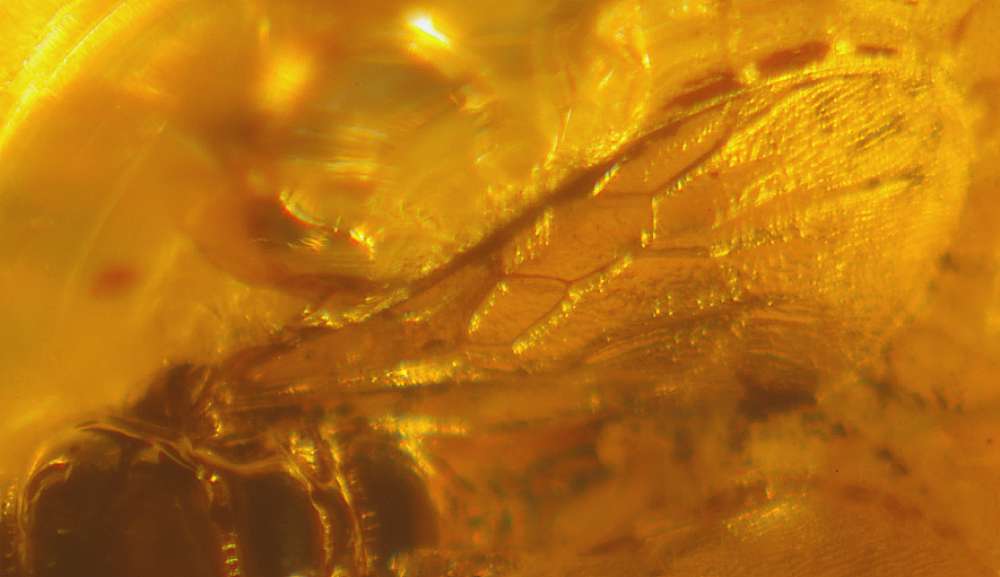 fossil Crabronidae in amber